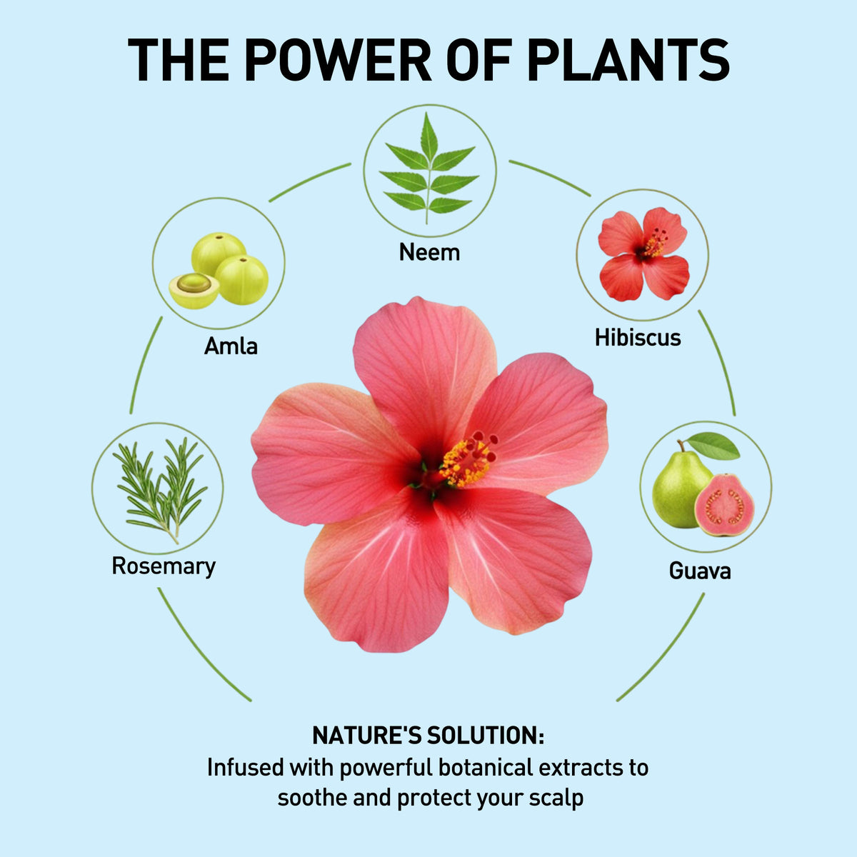Diagram of plants with flowers and leaves on a light blue background, featuring text about the power of plants and botanical extracts.