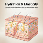 Illustration of skin with Glycerin and Olive Oil applied, highlighting hydration and elasticity benefits.