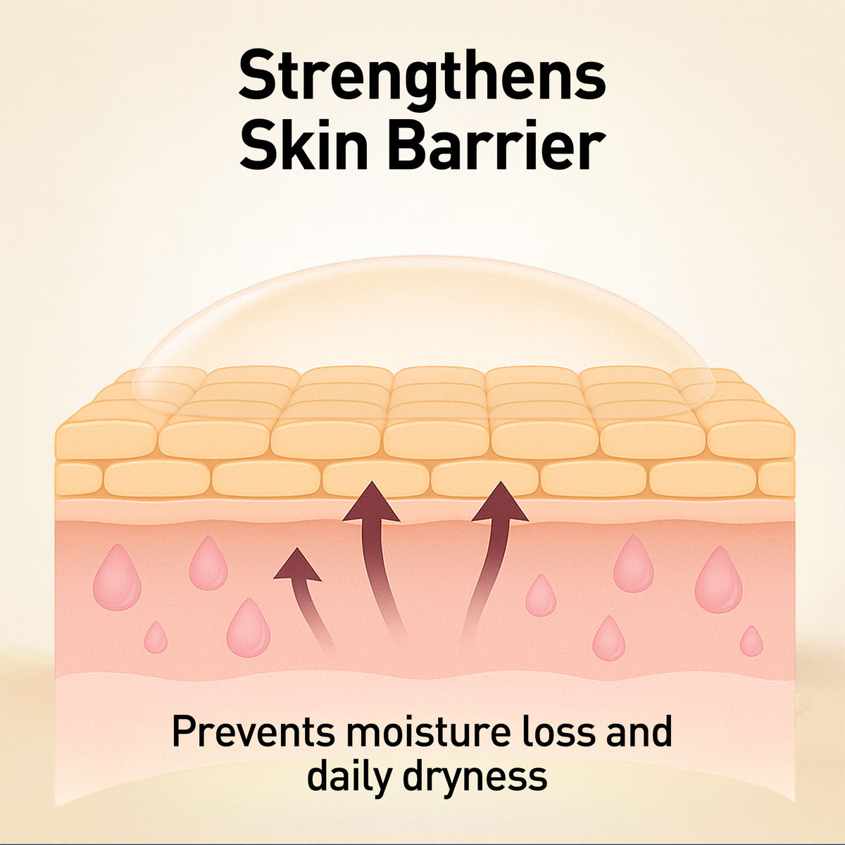 Diagram of skin layers with text highlighting skin barrier strength and moisture retention.