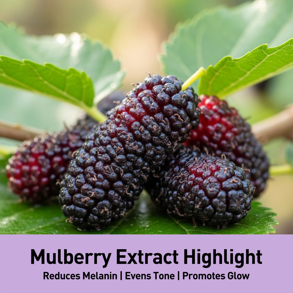 Glowing Night Cream - Mulberry
